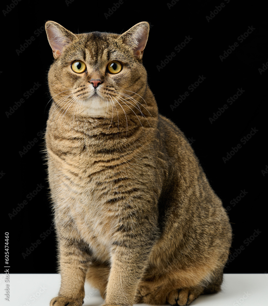 Portrait of an angry focused adult cat Gray Scottish Straight. Black background