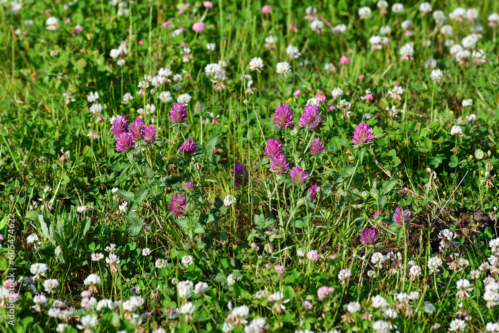 Clover blooms with white and pink flowers. wild meadow