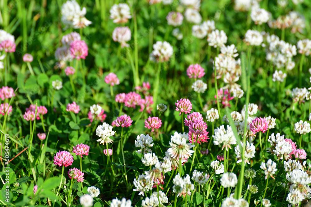 Clover blooms with white and pink flowers. wild meadow Clover blooms with white and pink flowers. wild meadow