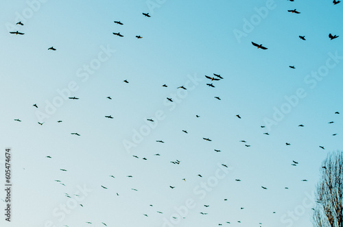 Sky with flock of birds flying towards sunset sky