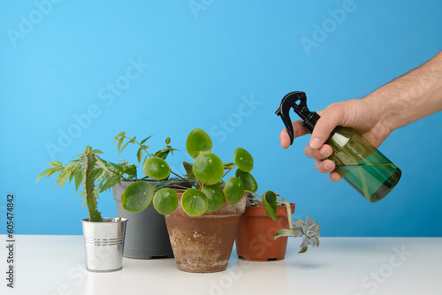 main d'un homme qui vaporise de l'eau sur diverses plantes vertes