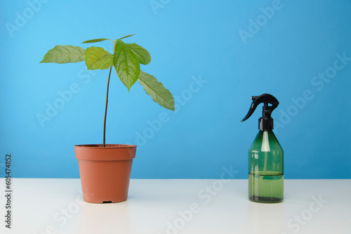 Avocatier avec un vaporisateur d'eau sur un fond bleu uni photo