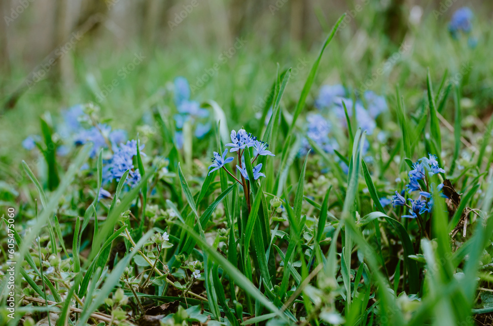 Close up purple wildflowers on forest bed in spring Close up purple wildflowers on forest bed in spring