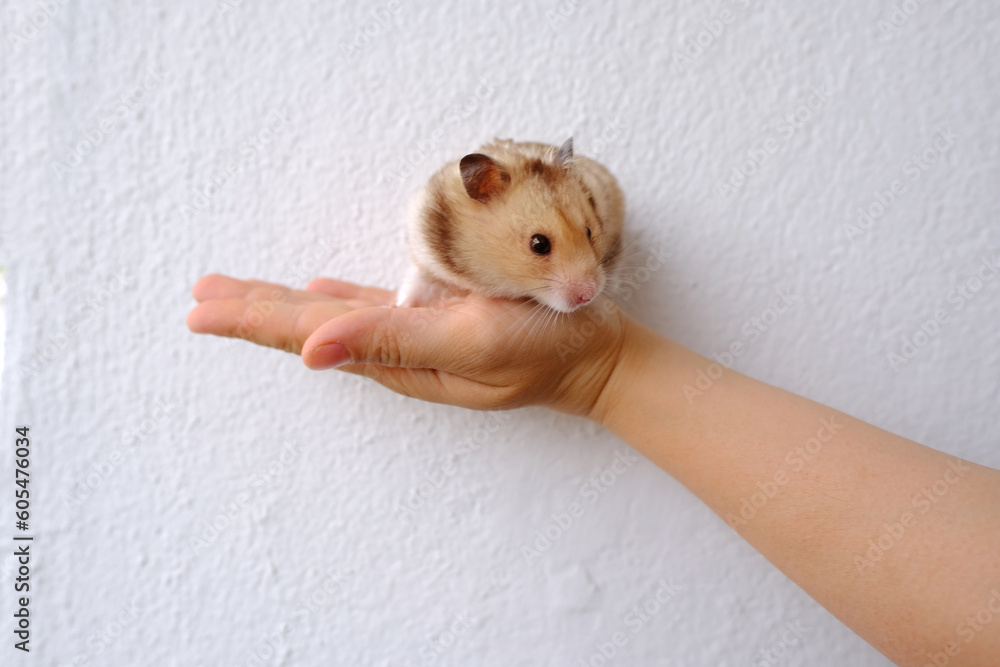 close up portrait of beautiful well-fed brown domestic cute hamster with stuffed cheek pouches, female hands gently hold a fluffy pet, pet health and appetite concept, care and feeding