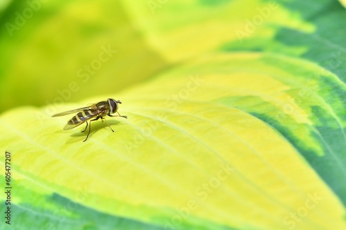 Samica muchówki bzyga przepasanego (Eupeodes latifasciatus) na żółto-zielonym liści funkii (Hosta)