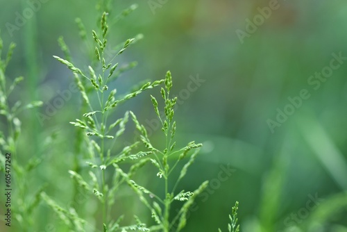 Wiechlina zwyczajna (Poa trivialis) - kłosy trawy