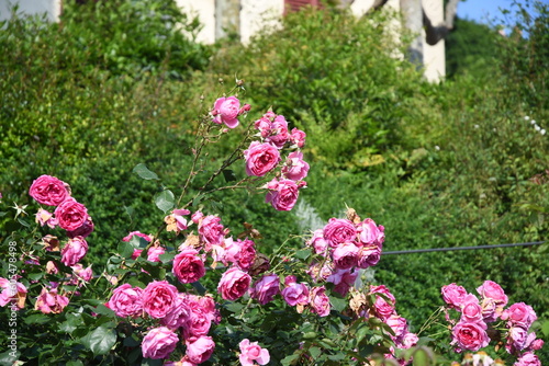 Fototapeta Naklejka Na Ścianę i Meble -  Fiori del giardino delle rose su Piazzale Michelangelo:Firenze