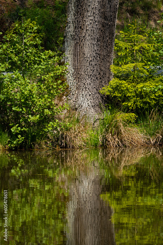 reflection of a tree in a pond