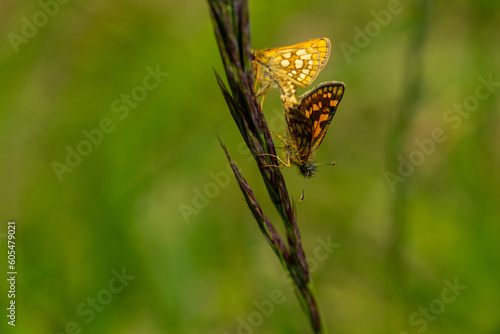 two butterflies in the Hainich national park