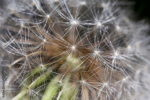 Detail of the Dandelion in the Nature © Kajano