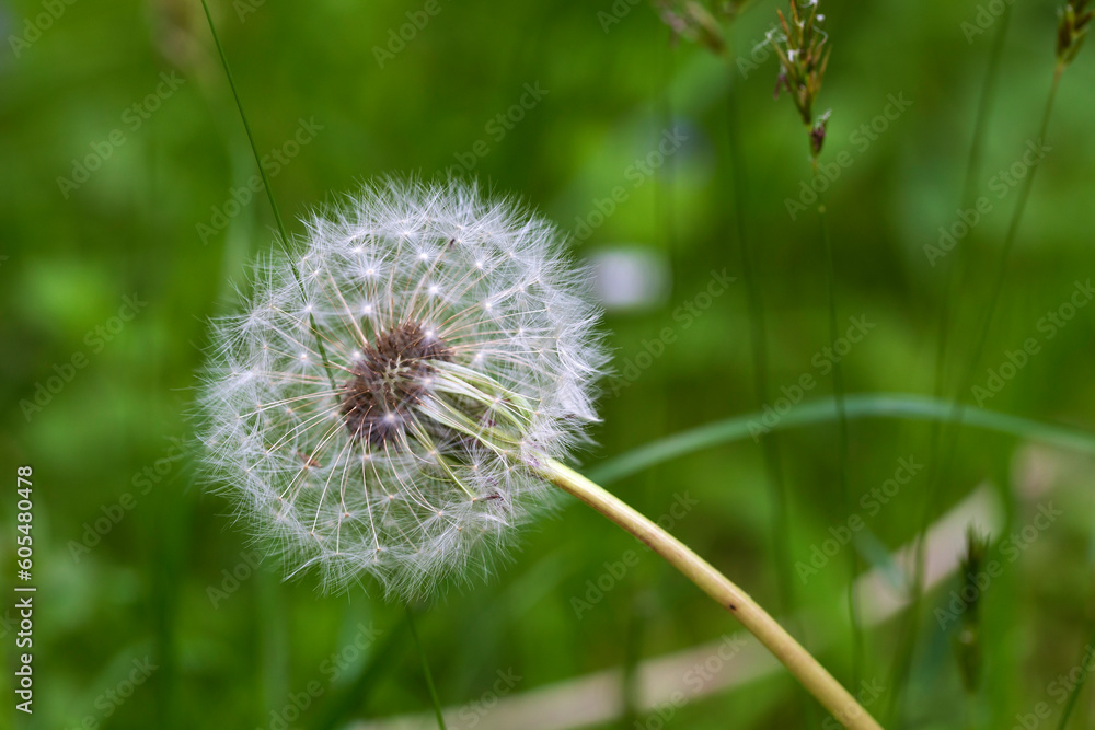 Detail of the Dandelion in the Nature