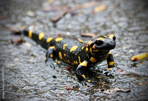 salamander on a wet road