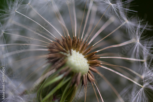 Detail of the Dandelion in the Nature