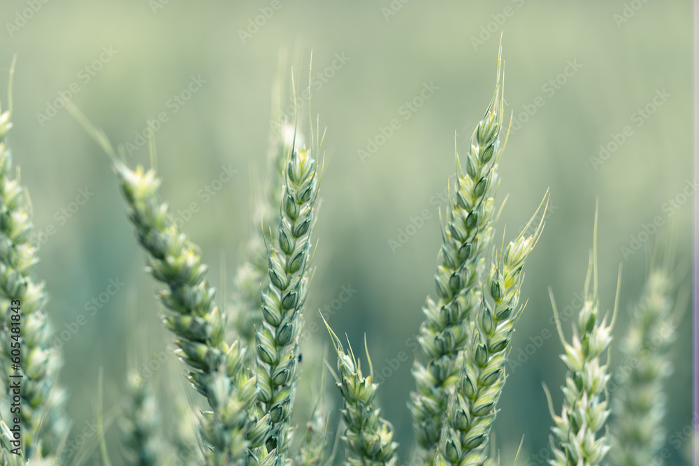Crops Crops