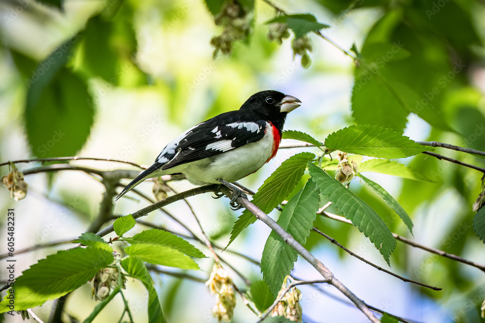 Fototapeta premium A male Rose Breasted Grosbeak feeding on flowers