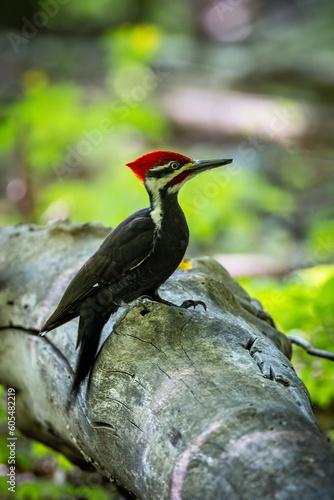 A male Pileated Woodpecker seeking food on a dead tree trunk