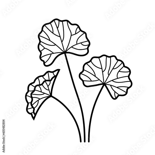 Gotu Kola. Organic nature medical herb. Centella asiatica. Hand drawn line logo. Vector illustration.