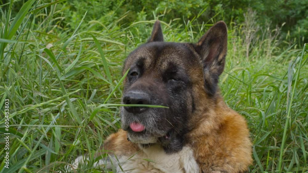 A large dog of the American Akita breed, taken in close-up A large dog of the American Akita breed, taken in close-up
