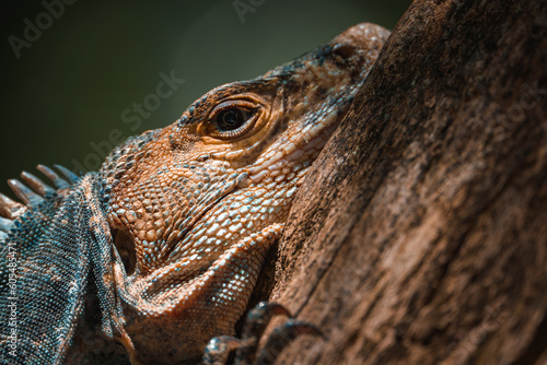 Green iguana on tree in tropical rainforest, Rio Tempisque Guanacaste, Costa Rica wildlife photo
