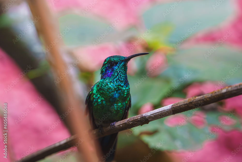 Obraz premium Green Hermit, Phaethornis guy, rare hummingbird from Costa Rica, green bird