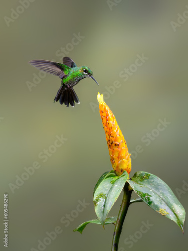 Green-crowned brilliant  Hummingbird in flight collecting nectar from yellow flower on green background
