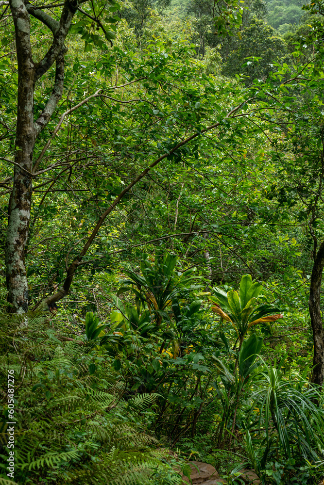Lush green trees on the Kalalau Trailhead in Kauai, Hawaii Lush green trees on the Kalalau Trailhead in Kauai, Hawaii