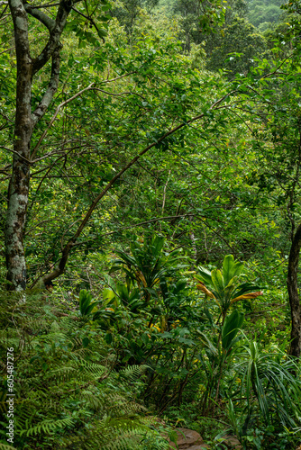 Lush green trees on the Kalalau Trailhead in Kauai  Hawaii