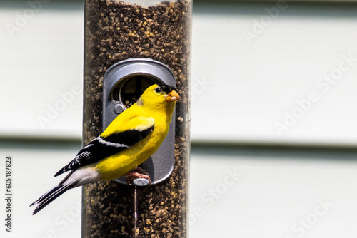 Tablou canvas goldfinch