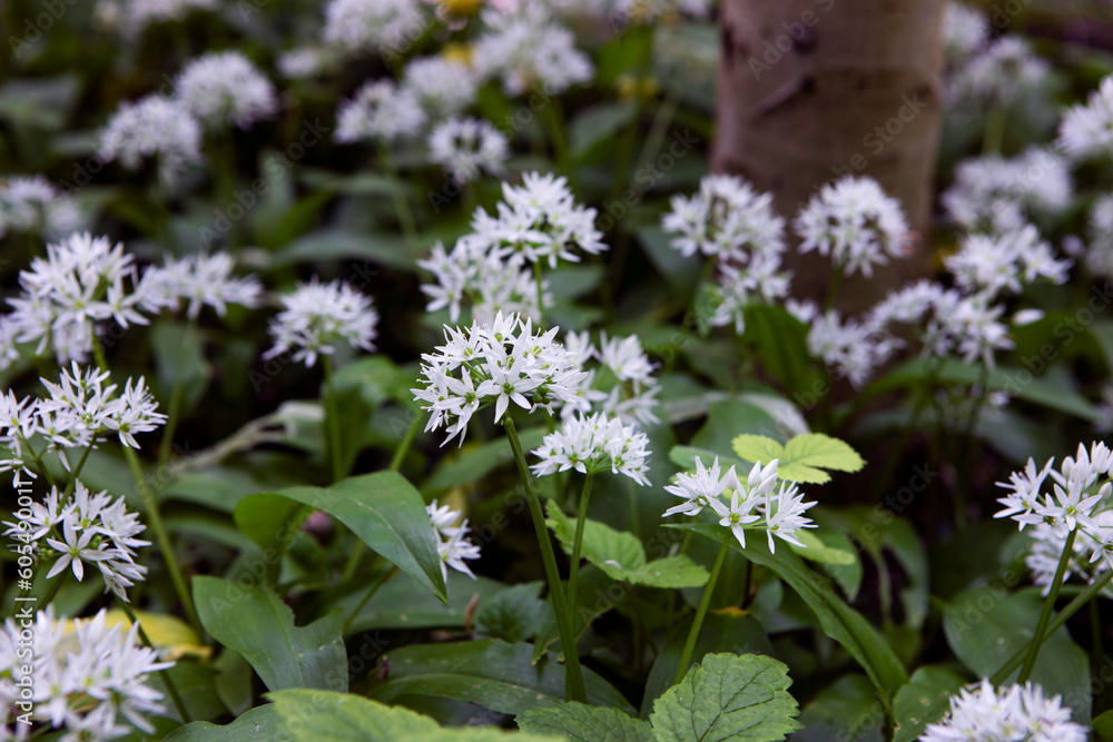 Allium ursinum known a wild garlic, ramsons, cowleekes, buckrams, broad-leaved garlic, wood garlic, bear leek plants grow in the wood. Wild herbs with white flower close-up. Allium ursinum known a wild garlic, ramsons, cowleekes, buckrams, broad-leaved garlic, wood garlic, bear leek plants grow in the wood. Wild herbs with white flower close-up.