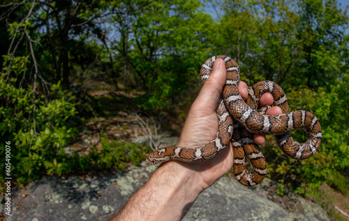 Eastern milk snake in hand from Massachusetts  photo