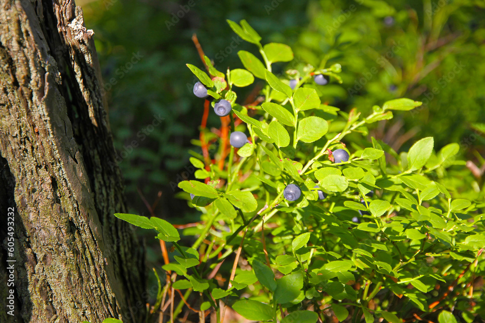 Bushes of blueberries in a forest