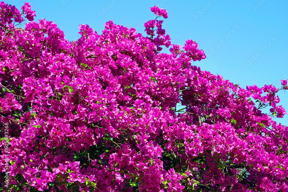 Bush of Bougainvillea flowers in the garden