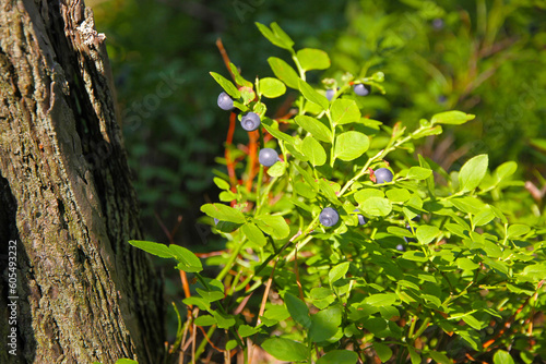Obraz na płótnie Bushes of blueberries in a forest w salonie
