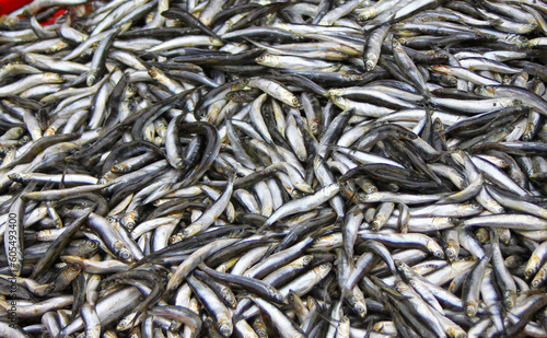 Obraz na płótnie Bulk of Fresh sprats w salonie