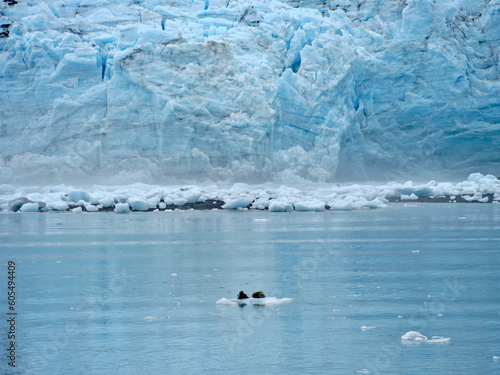 Two harbor seals rest on an ice floe with the massive and blue-iced Surprise Glacier in the background in Prince William Sound near Whittier Alaska