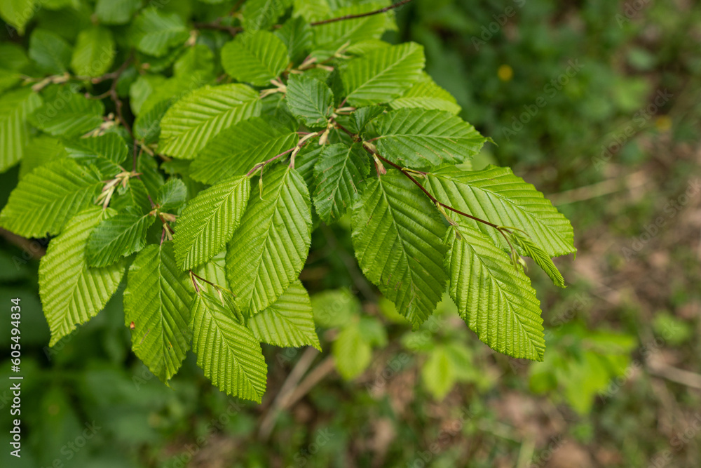 Fresh green leaves of hornbeam outdoors. Fresh green leaves of hornbeam outdoors.