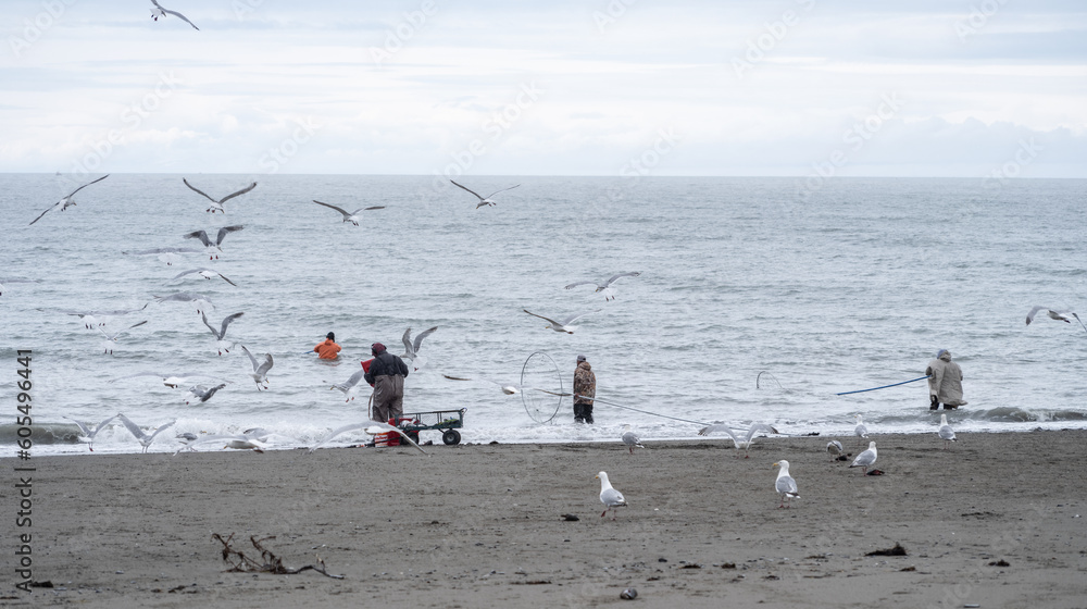 Obraz premium Seagulls compete with Native Alaska fisherman who are dip netting on the Kenai Peninsula in Alaska for salmon with the gulls flying overhead waiting for food scraps