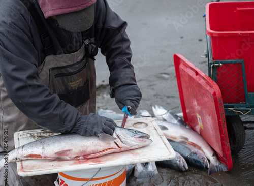 Obraz na plátně Fileting fresh caught Salmon on the Kenai Peninsula during Alaska natives dip ne