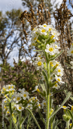 James' Cryptantha on The Eagles Nest Loop, Spring Mountains National Recreation Area, Nevada, USA