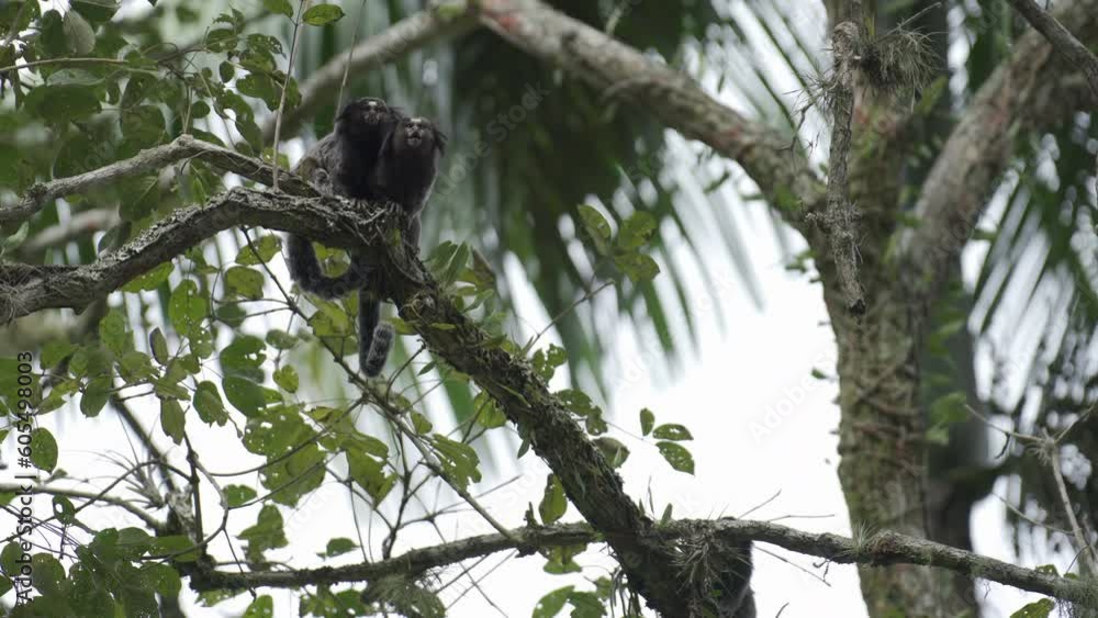 Nervous Primate Pair Observing Surroundings on Tree Branch Nervous Primate Pair Observing Surroundings on Tree Branch