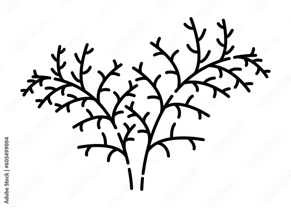 Dill black and white vector line illustration