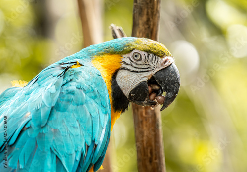 blue and yellow macaw bird