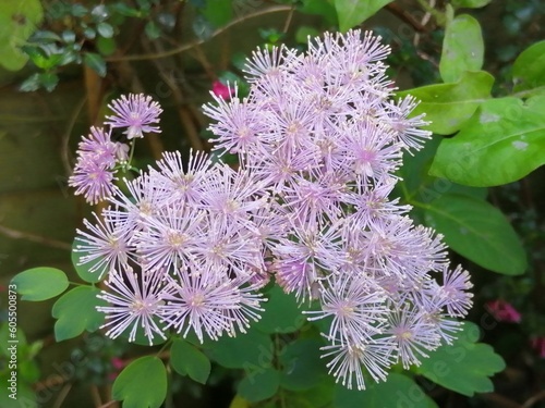 Thalictrum Flowers