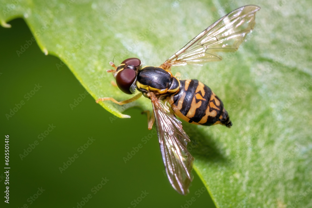 A female Eastern Calligrapher (Toxomerus geminatus), or flower fly, rests on a leaf. Raleigh, North Carolina. A female Eastern Calligrapher (Toxomerus geminatus), or flower fly, rests on a leaf. Raleigh, North Carolina.