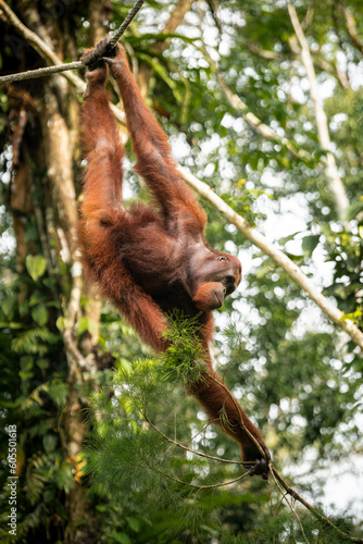 Orangutan at Semenggoh Wildlife Rehabilitation Center, Sarawak, Borneo, Malaysia, Southeast Asia, Asia photo