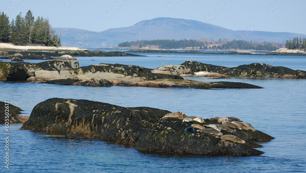 Harbor seals sun themselves on a seaweed covered rock at the entrance to North Haven on Vinalhaven Island in Maine
