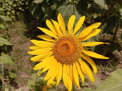 sunflower in a field