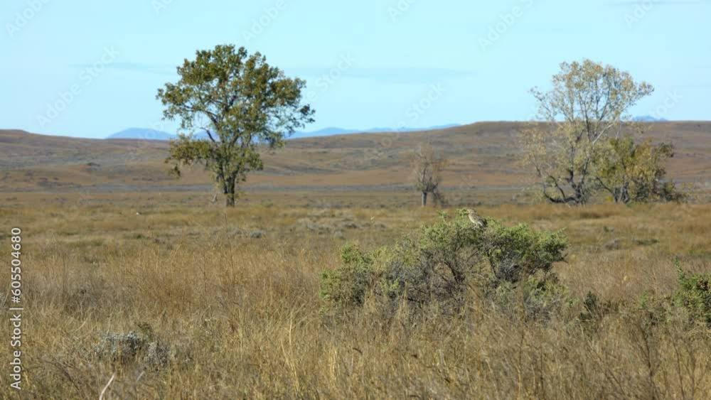 Medium - Meadowlark balances on brush in prairie wind Medium - Meadowlark balances on brush in prairie wind
