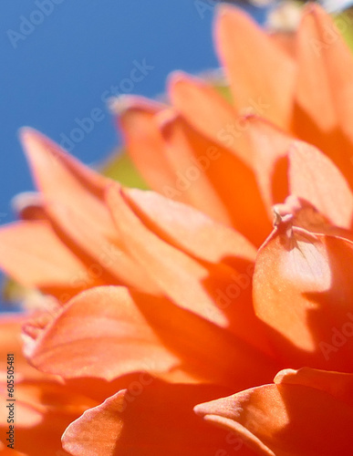 close up of flower