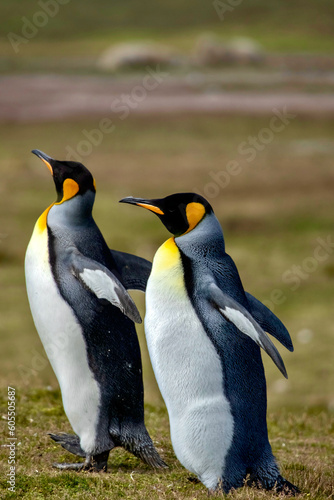 King Penguins at Volunteer Point in the Falkland Islands